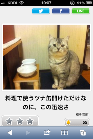 おもしろ猫画像 特選ボケて 名作まとめ13 うとうと情報局